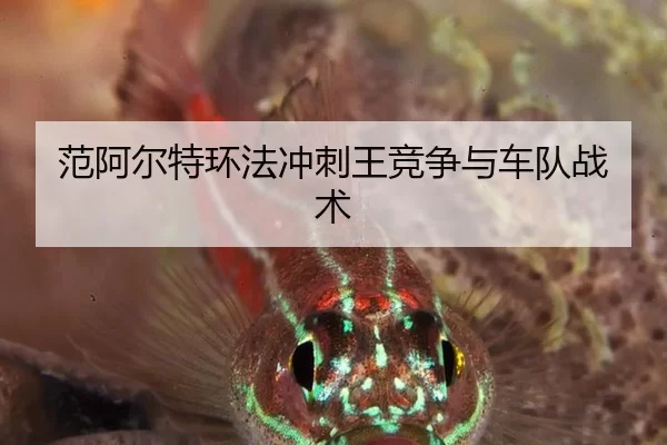 范阿尔特环法冲刺王竞争与车队战术